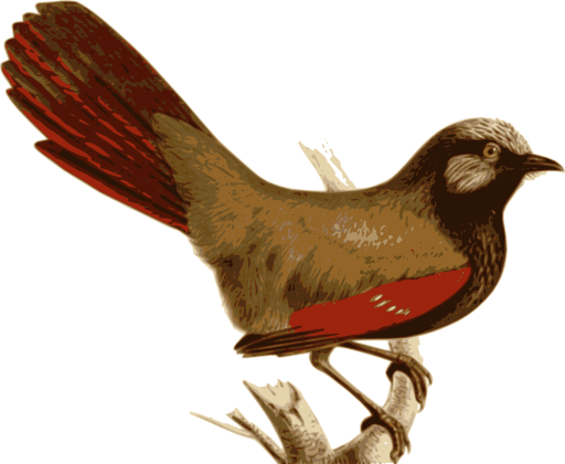 Garrulax Formosus
