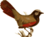 Garrulax Formosus