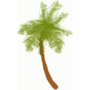 Coconut Tree