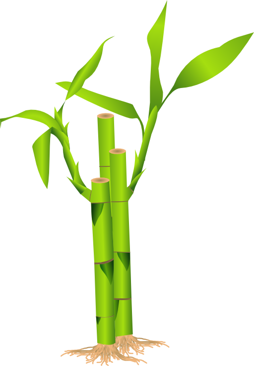 Bamboo