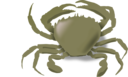 The Crab