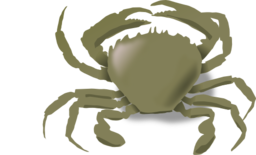 The Crab