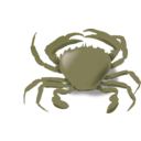 The Crab