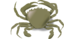 The Crab