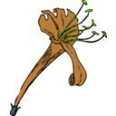 download Honeysuckle clipart image with 45 hue color