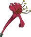 Honeysuckle