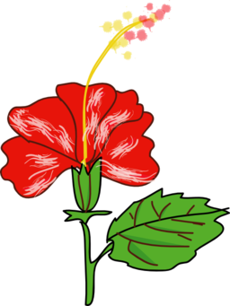 Flower Hibiscus