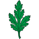 Chrysanthemum Leaf