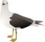 Gull Marcelo Staudt 01