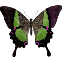 download Papilio Buddha clipart image with 270 hue color