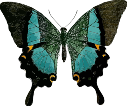 Papilio Buddha