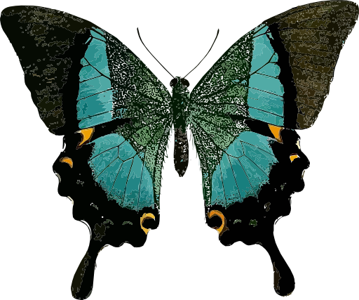 Papilio Buddha
