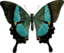 Papilio Buddha