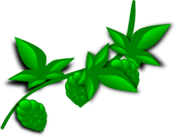 Hops Illustrated