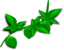Hops Illustrated
