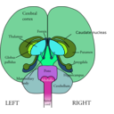 download Brain Front View clipart image with 90 hue color