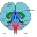 download Brain Front View clipart image with 135 hue color