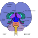 download Brain Front View clipart image with 180 hue color