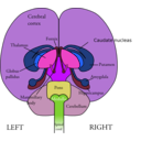 download Brain Front View clipart image with 225 hue color