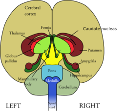 Brain Front View