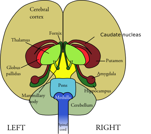 Brain Front View