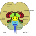 Brain Front View