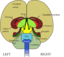 Brain Front View