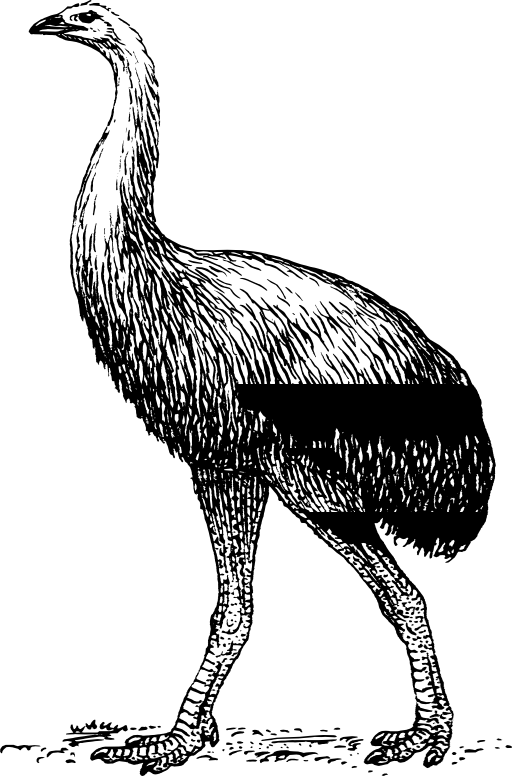 Moa