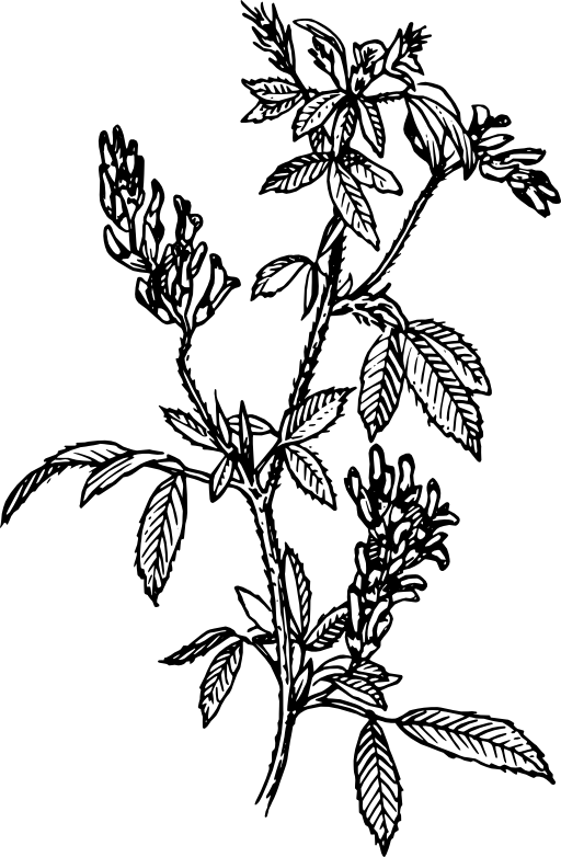 Alfalfa