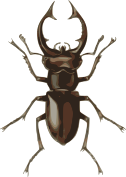 Stag Beetle Lucanus Elephas