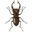 Stag Beetle Lucanus Elephas