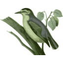 download Sitta Villosa1 clipart image with 45 hue color