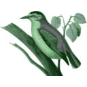 download Sitta Villosa1 clipart image with 90 hue color