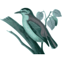 download Sitta Villosa1 clipart image with 135 hue color