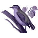 download Sitta Villosa1 clipart image with 225 hue color