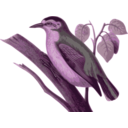 download Sitta Villosa1 clipart image with 270 hue color