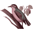 download Sitta Villosa1 clipart image with 315 hue color