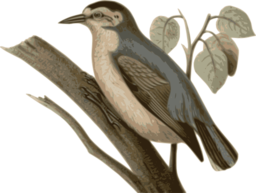 Sitta Villosa1