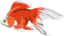 Goldfish