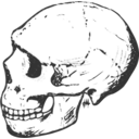 Amud Skull Grayscale