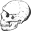 Amud Skull Grayscale