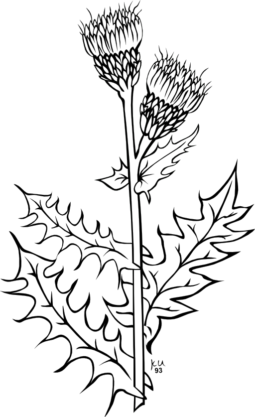 Ku Cirsium Arvense