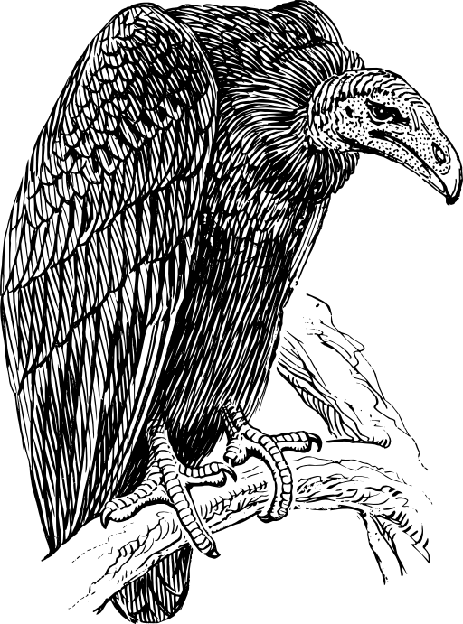 Vulture