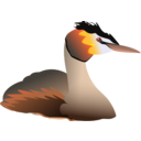 Podiceps Cristatus