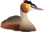 Podiceps Cristatus