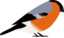 Bullfinch
