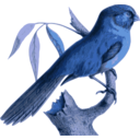 download Paradoxornis Unicolor clipart image with 180 hue color