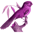 download Paradoxornis Unicolor clipart image with 270 hue color