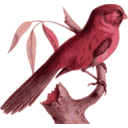 download Paradoxornis Unicolor clipart image with 315 hue color