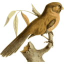 download Paradoxornis Unicolor clipart image with 0 hue color